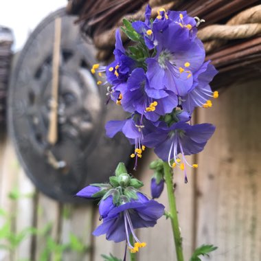 Polemonium 'Bressingham Purple'