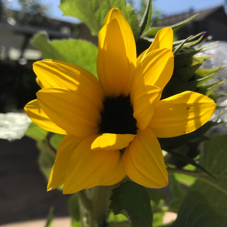 plant image 1328561