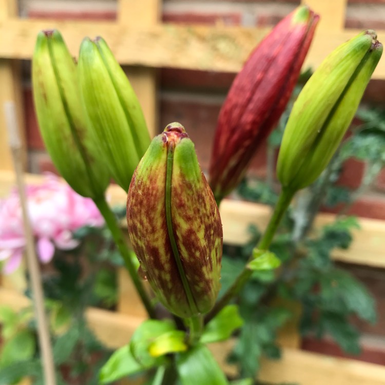 plant image 1338572
