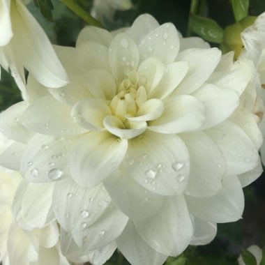 Dahlia 'Boom Boom White'