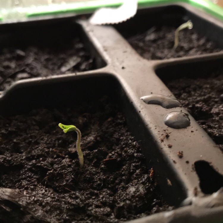 Plant image Solanum Lycopersicum var. cerasiforme 'Minibel'