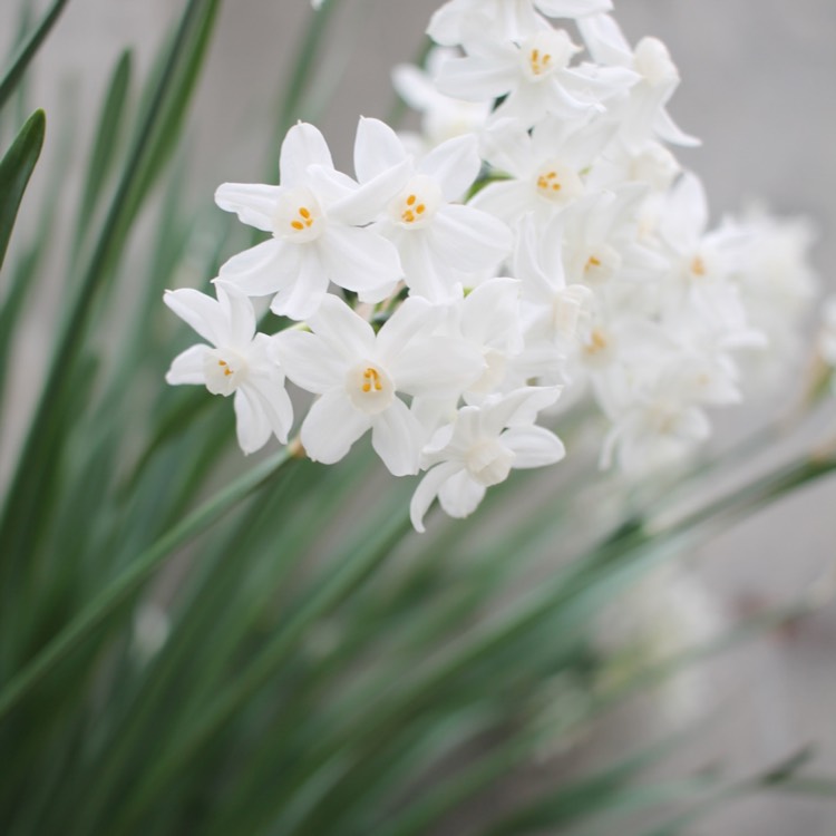 Plant image Narcissus papyraceus 'Galilee' syn. Narcissus 'Galil', Narcissus 'Galille'