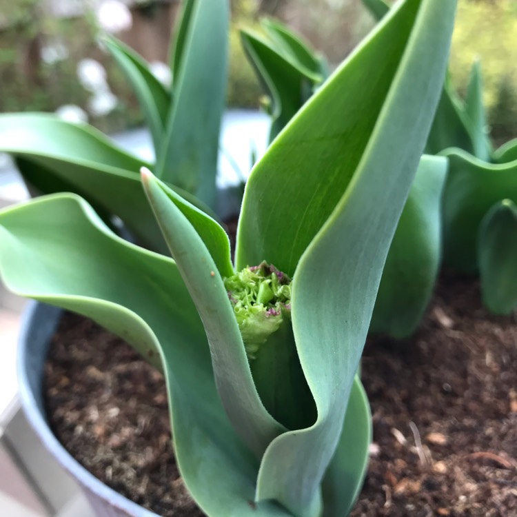 Plant image Tulipa 'Black Jewel'