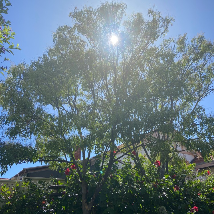 Plant image Fraxinus Griffithi