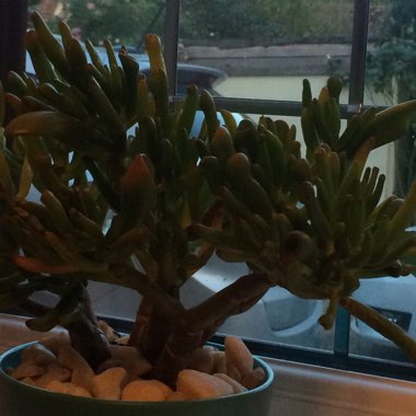 Crassula Ovata 'Ogre Ears'