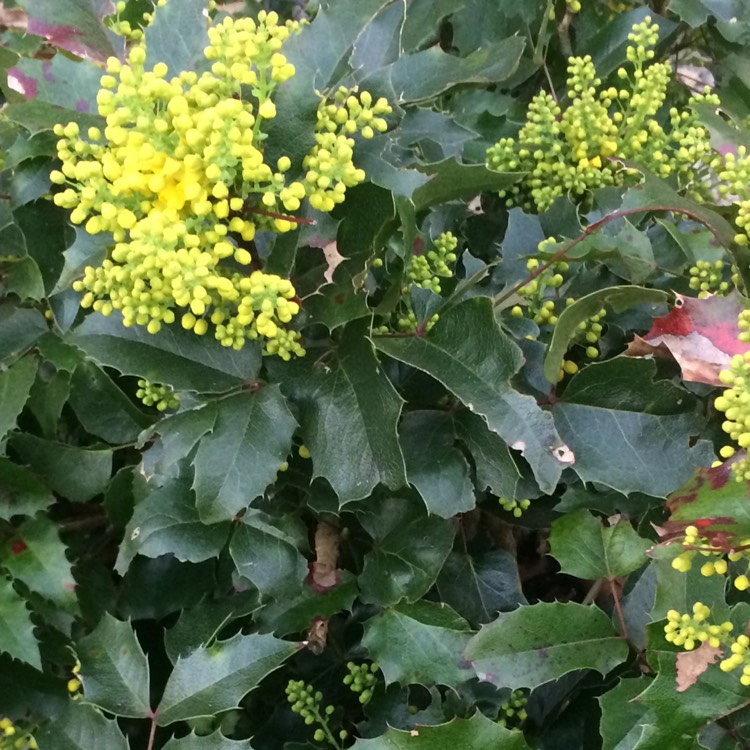 plant image 971896