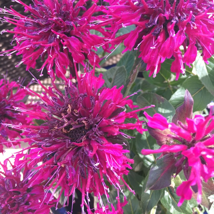 plant image 490671
