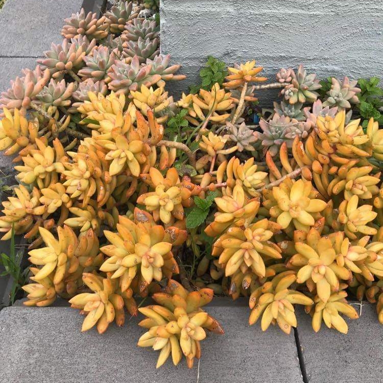 Plant image Sedum Nussbaumerianum ‘Orange Delight'