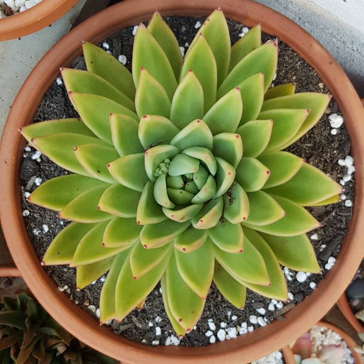 Plant image Echeveria Agavoides Gaya