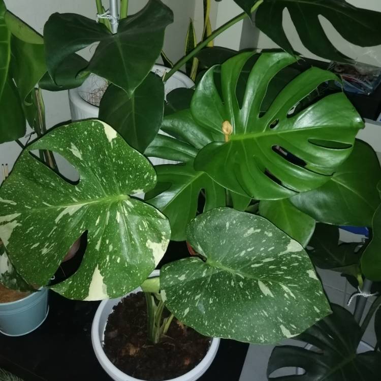 Plant image Monstera deliciosa 'Thai Constellation'