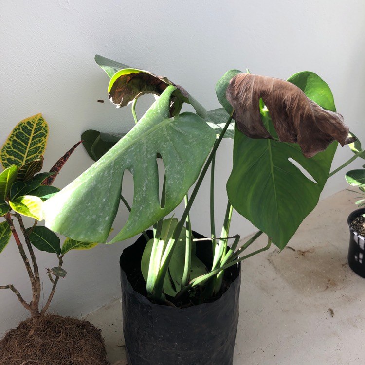 Plant image Monstera deliciosa 'Borsigiana'  syn. Monstera borsigiana