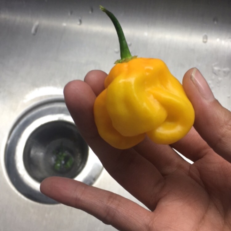 Plant image Capsicum chinense 'Habanero Burkina Yellow'