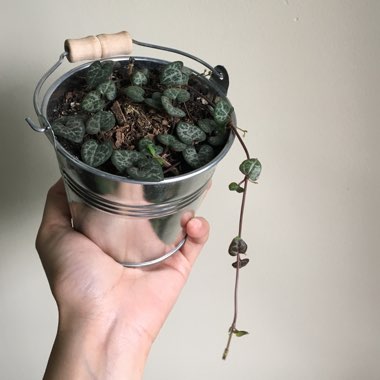 Ceropegia linearis subsp. Woodii