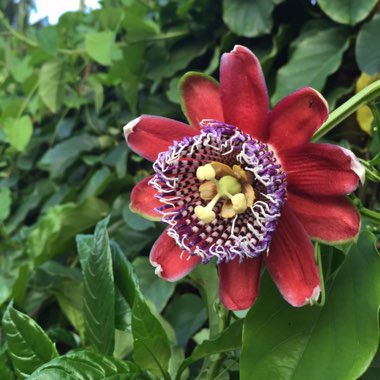 Passiflora alata