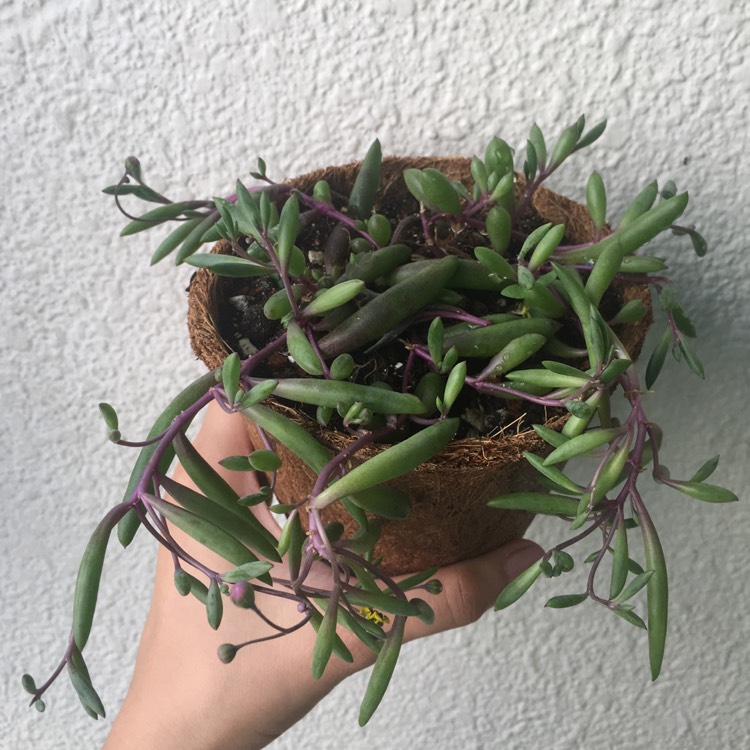 plant image 636693