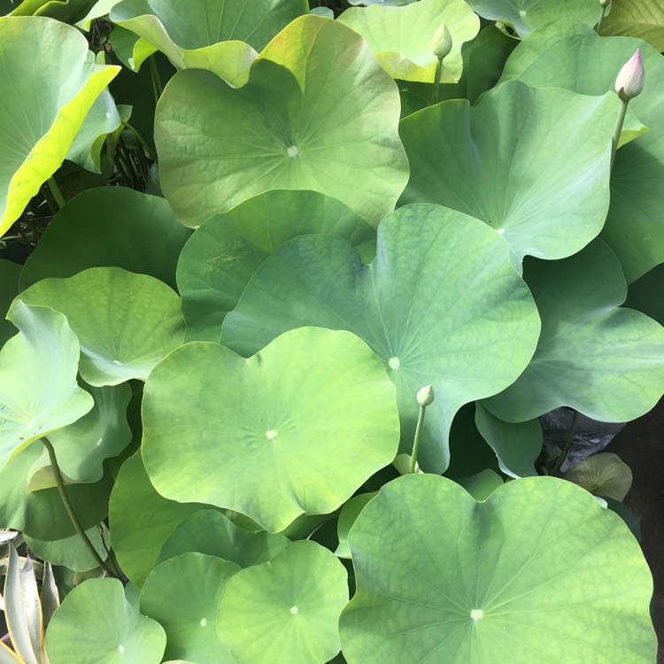 plant image 637677
