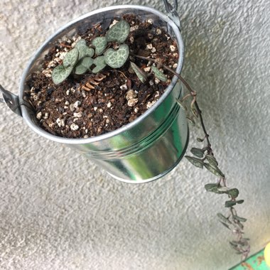 Ceropegia linearis subsp. Woodii