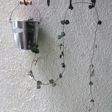 Ceropegia linearis subsp. Woodii
