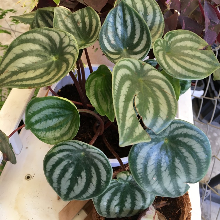 Plant image Peperomia sandersii