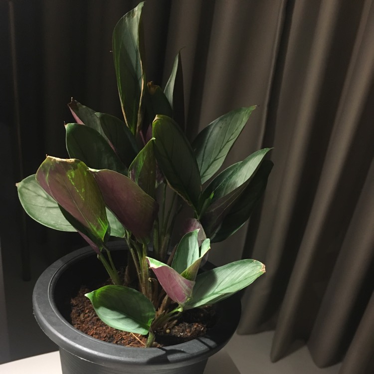 plant image 710365