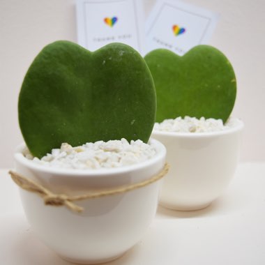 Hoya kerrii