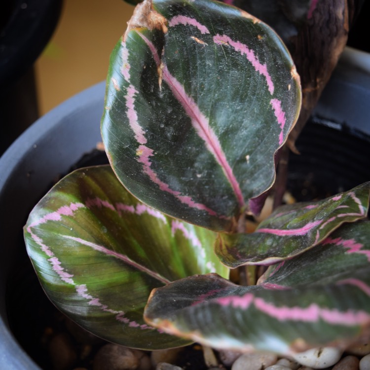 plant image 742632