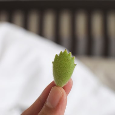 Cotyledon tomentosa