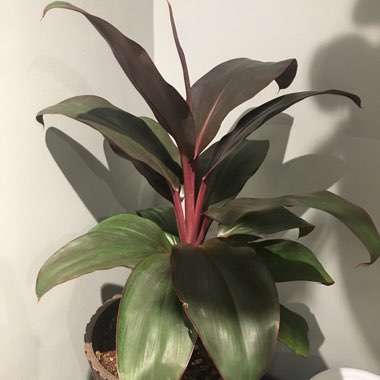Cordyline fruticosa 'Tango'