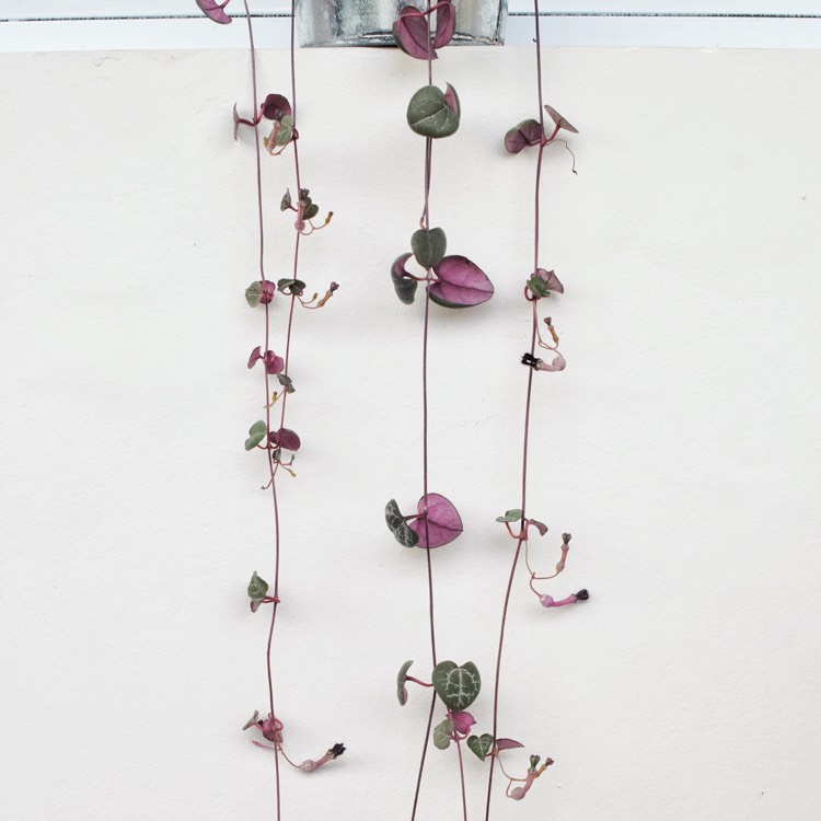 plant image 803057 plant image 803057