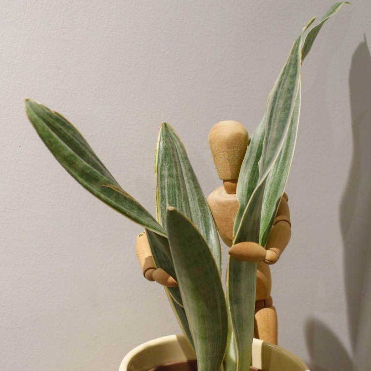 plant image 803062