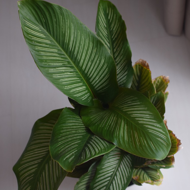 plant image 804502 plant image 804502