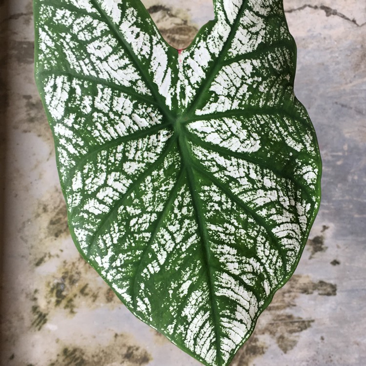 plant image 833352