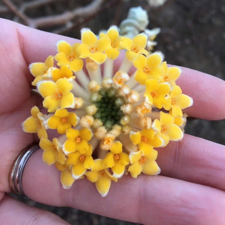 plant image 326379