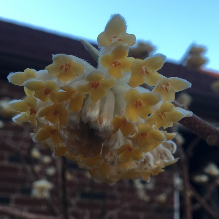 plant image 326381