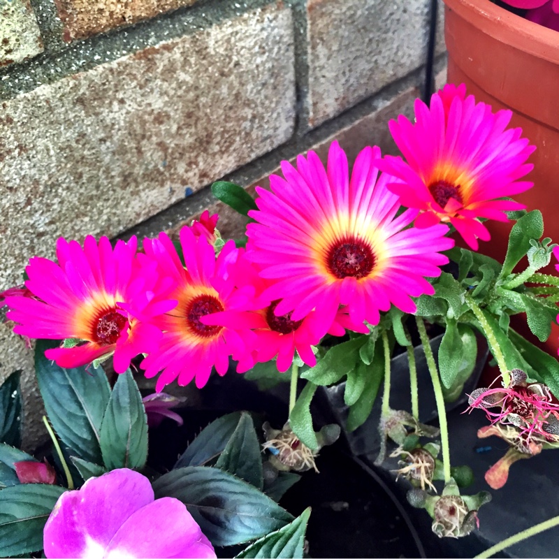 Mesembryanthemum criniflorum 'Magic Carpet' (Dorotheanthus bellidiformis)