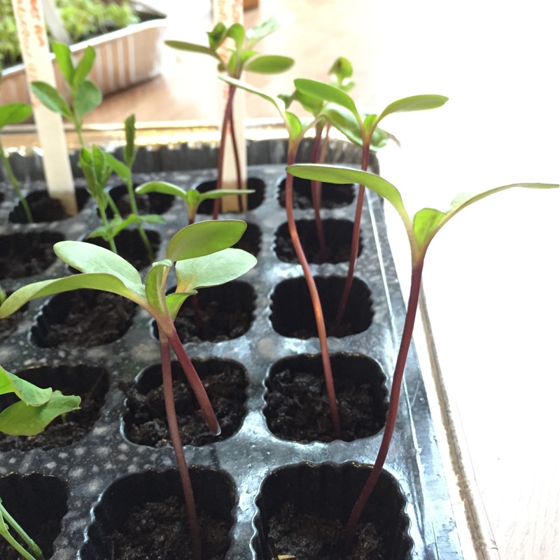 plant image 32778