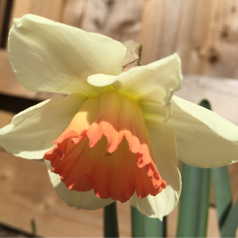 Narcissus