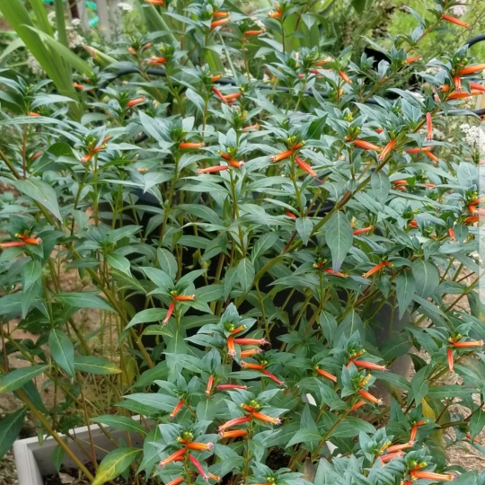 Plant image Dicliptera suberecta syn. Jacobinia suberecta, Justicia suberecta