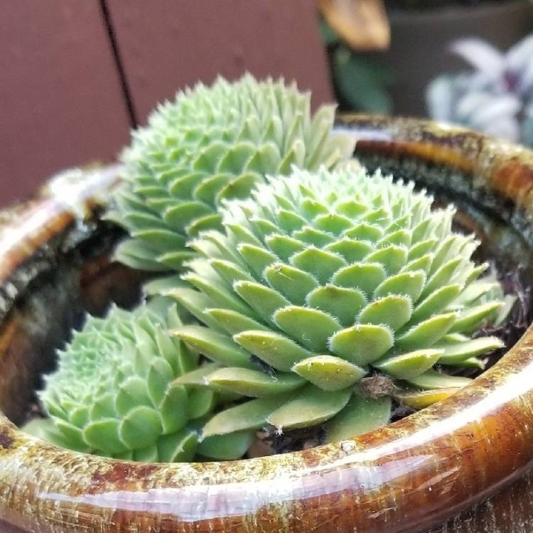 Plant image Orostachys