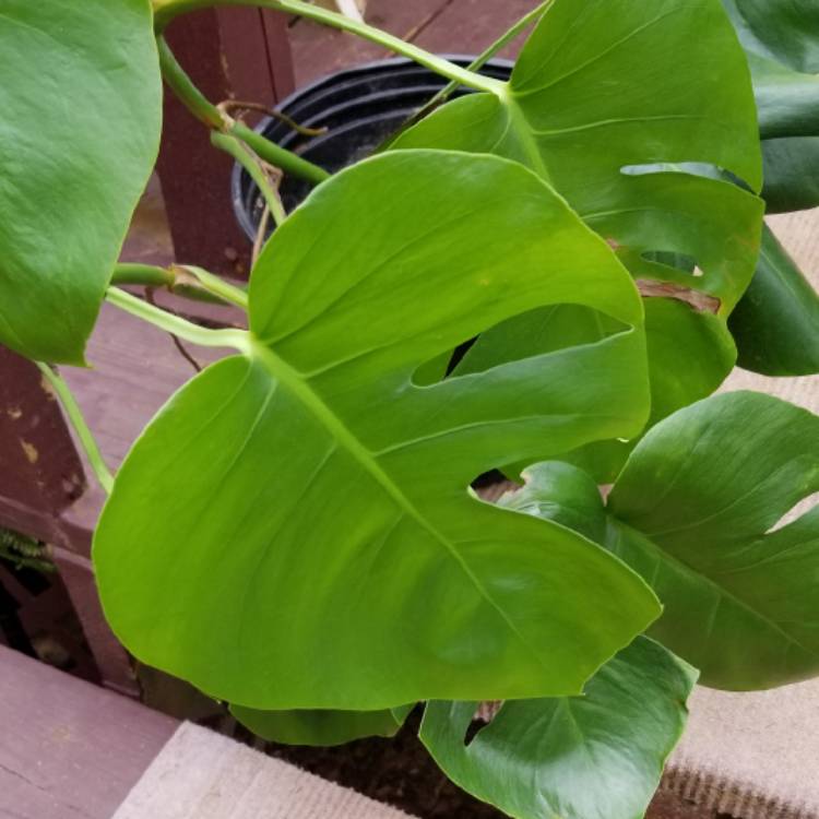 Plant image Monstera deliciosa 'Thai Constellation'