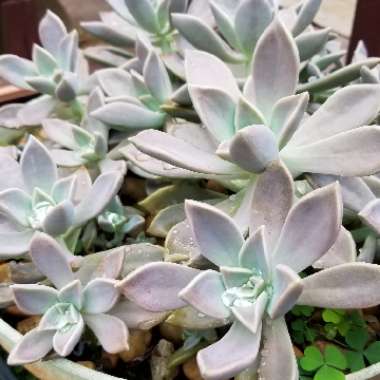 x Graptophytum 'Supreme'