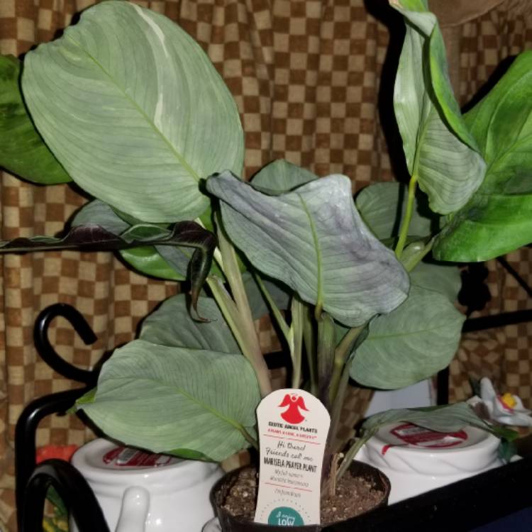 Plant image Maranta leuconeura 'Kerchoveana'