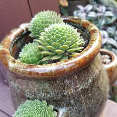 Jovibarba arenaria