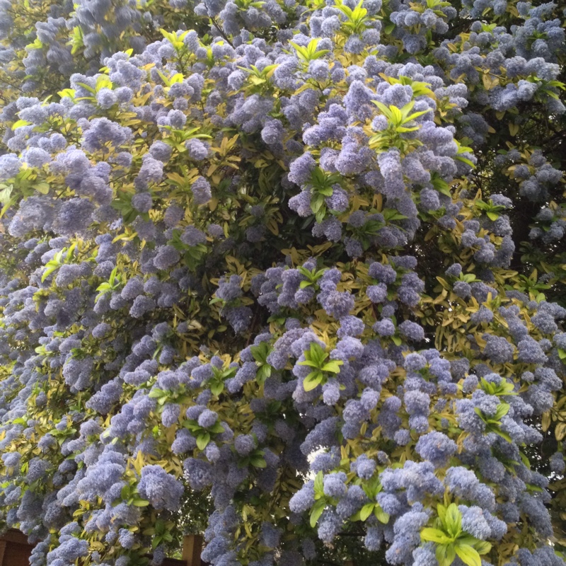 Plant image Ceanothus 'Pershore Zanzibar' syn. Ceanothus 'Zanzibar', Ceanothus thyrsiflorus 'Zanzibar'