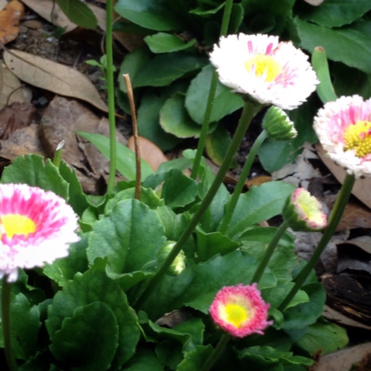 Plant image Bellis perennis Habanera