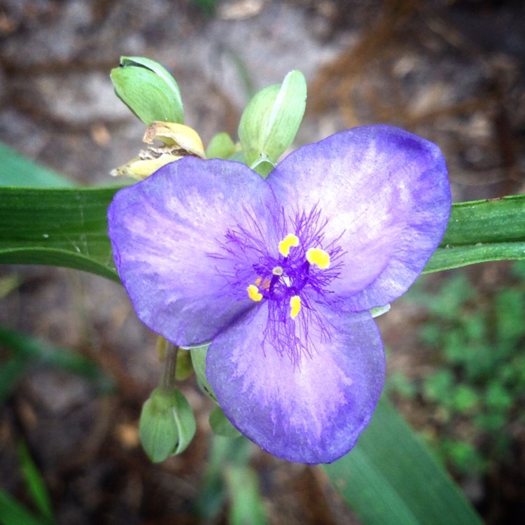 Plant image Tradescantia 'Outdoor plants'