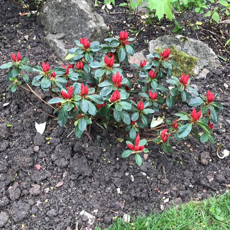 Plant image Rhododendron 'Orange Beauty'