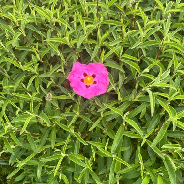 Jackie's garden