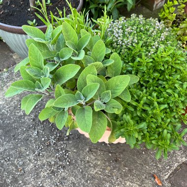 Jackie's garden