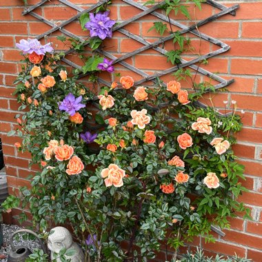 Jackie's garden
